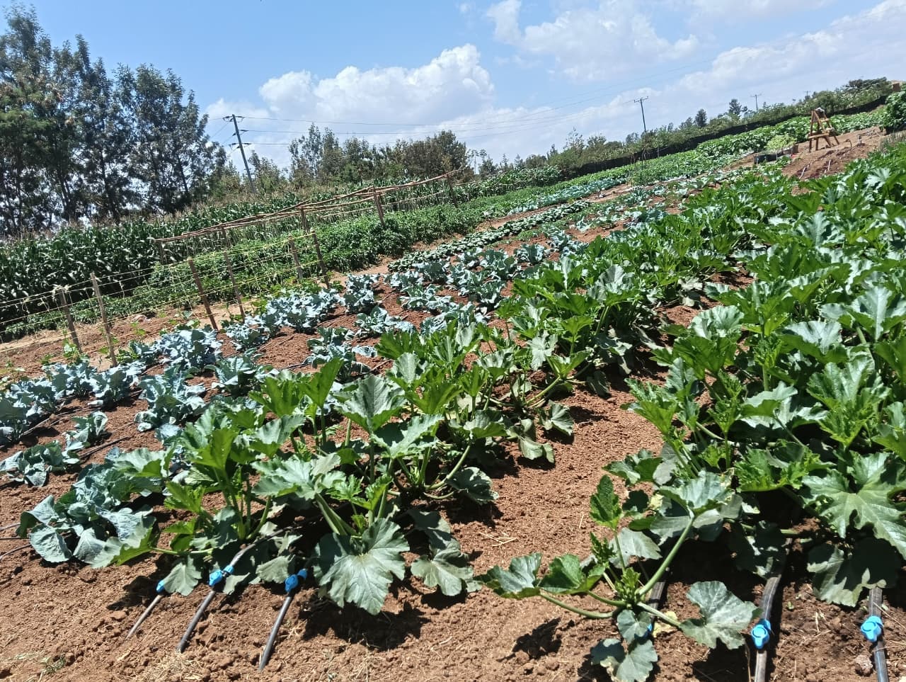Agriculture at MTTI