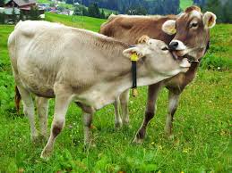 Livestock training, Agriculture Department